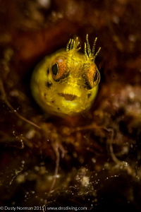 "Neon Blenny"
A glowing Roughhead Blenny shows the camer... by Dusty Norman 